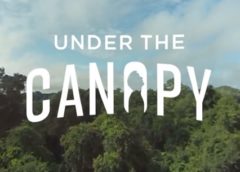 Under the Canopy (Steam VR)