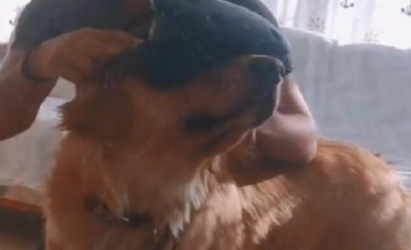 Even Dogs Love Using Virtual Reality!